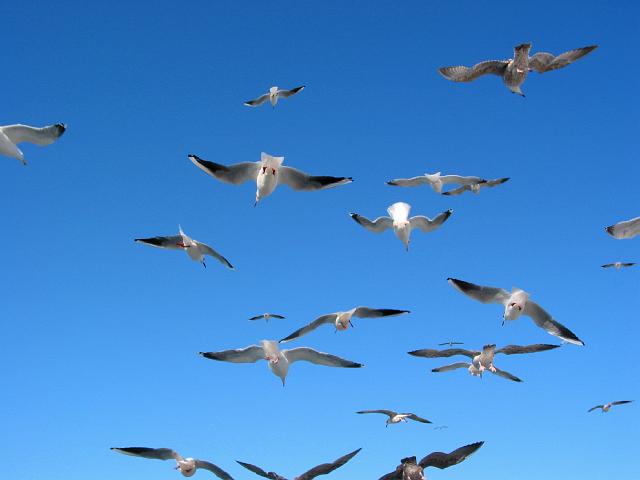 003 Texel.jpg